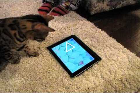 Game For Cats Test iPad App Bengal Linus Cat Tips