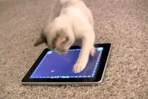 iPad Game for Cats: The World''s Greatest Video Game (for cats, not humans)