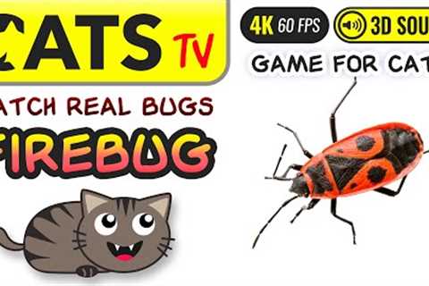 GAME FOR CATS - Real Firebugs 🙀🪳 TV & 3D Sounds for Cats 📺🎶🐱 4K 🔴 60FPS