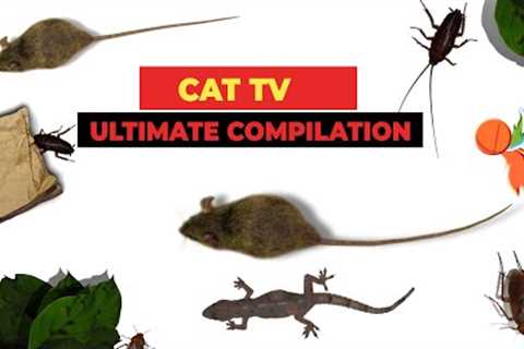 CATS TV - ULTIMATE Games Compilation for CATS & DOGS (Realistic Cat Games Mix) - 3 HOURS