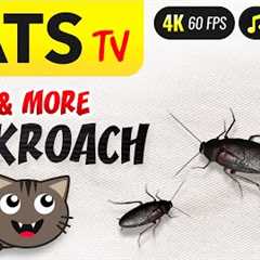 CATS TV - More & more Cockroach 🪳🙀 Game for cats 😻📺 [4K]