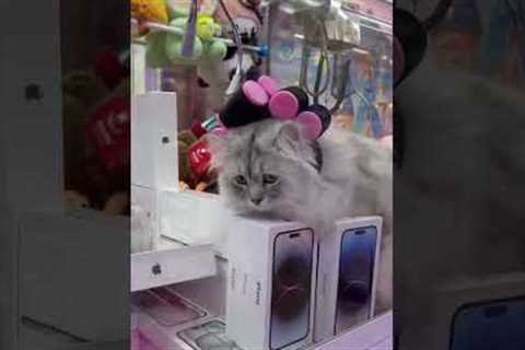 Day 5 of Trying to Win a Claw Machine... Still Got Nothing #arcade #clawmachine